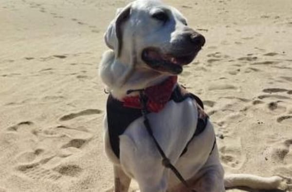 Jerry, liebenswerter Hundemann, ca.9 Jahre