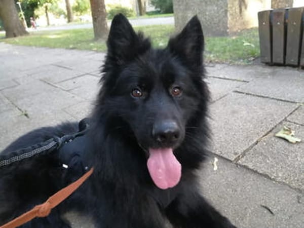 Buggie, lebensfroher Rüde, ca. 10 Jahre