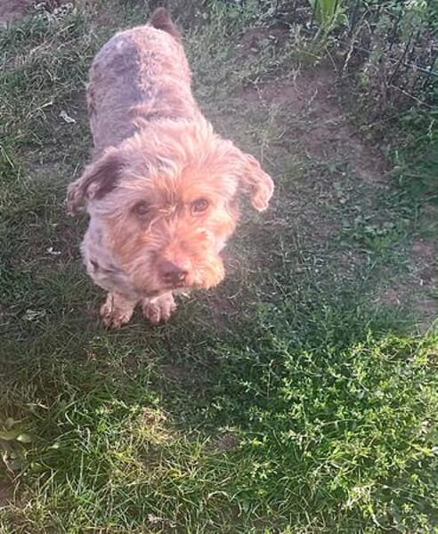 Schmuseterrier Marc sucht seine Familie