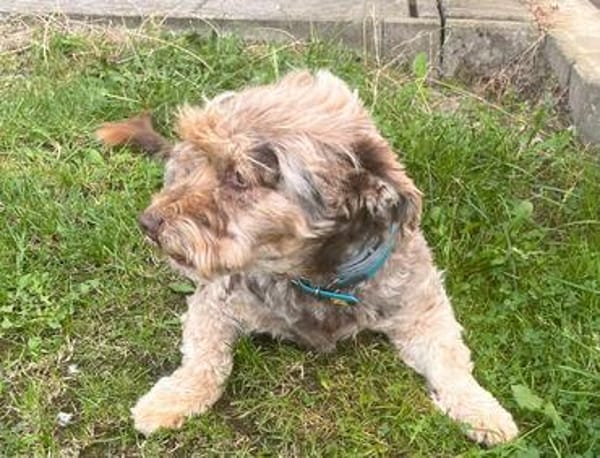 Schmuseterrier Marc sucht seine Familie