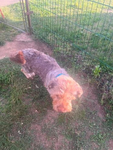 Schmuseterrier Marc sucht seine Familie