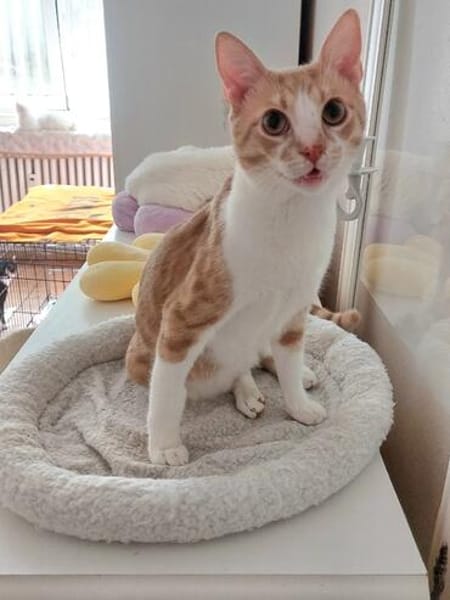 Stephan Freundlicher Kater sucht harmonische Familie