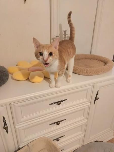 Stephan Freundlicher Kater sucht harmonische Familie
