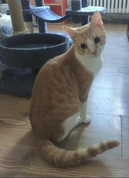 Stephan Freundlicher Kater sucht harmonische Familie