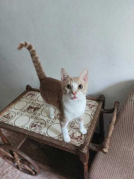 Stephan Freundlicher Kater sucht harmonische Familie