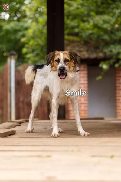 SMILE