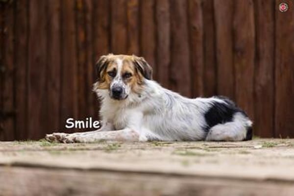 SMILE