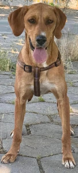Zara eine warmherzige große Hündin