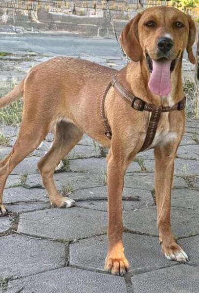 Zara eine warmherzige große Hündin