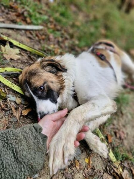 Oskar sucht seine Familie ❤