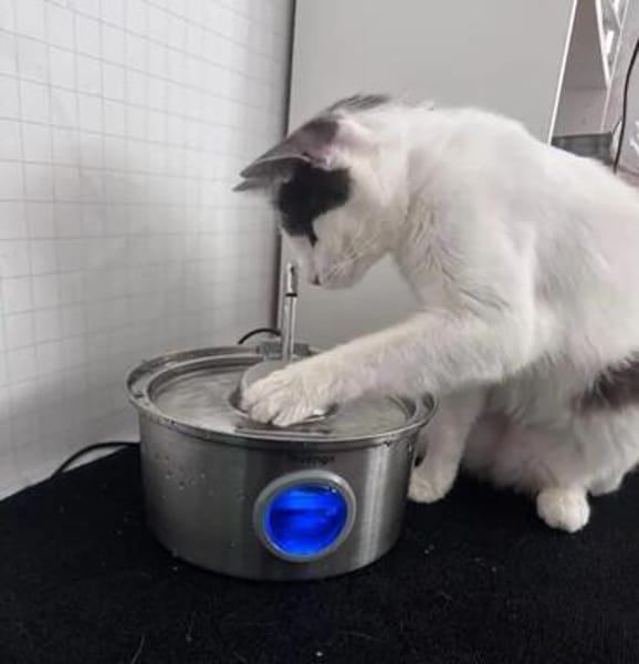 Rony Schleckermäulchen sucht Buffetplatz
