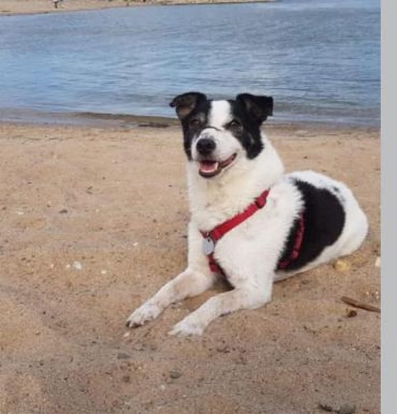 JackRussell-Mix EMiL braucht Hilfe