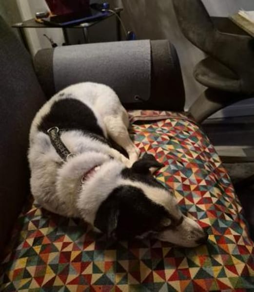 JackRussell-Mix EMiL braucht Hilfe