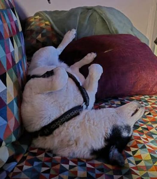 JackRussell-Mix EMiL braucht Hilfe