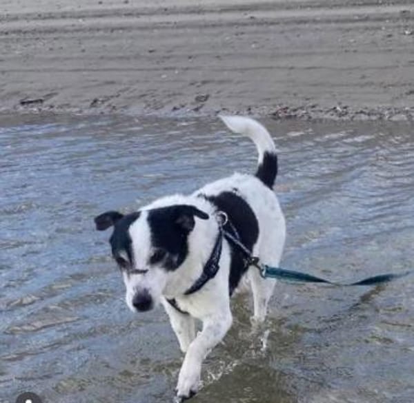 JackRussell-Mix EMiL braucht Hilfe