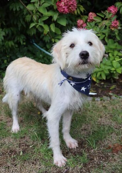 Otto - 12,3 kg sensibler Schatz sucht liebevollen Platz