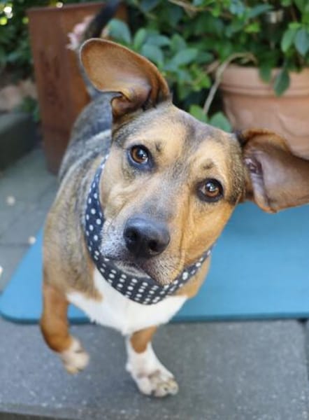Milo -kinderlieb und eine Seele von Hund