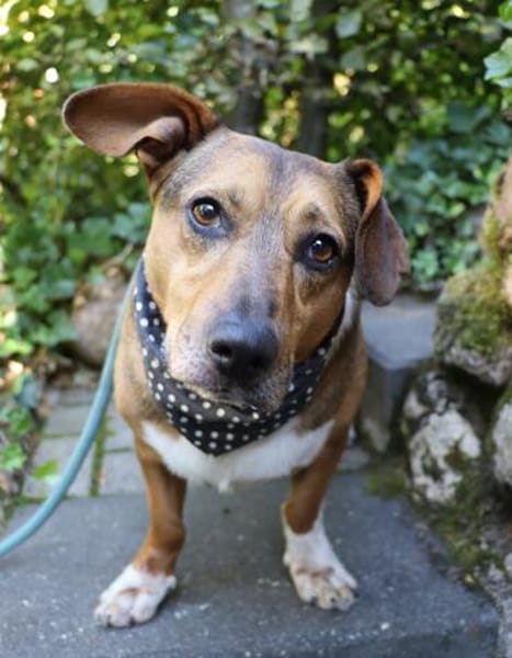 Milo -kinderlieb und eine Seele von Hund
