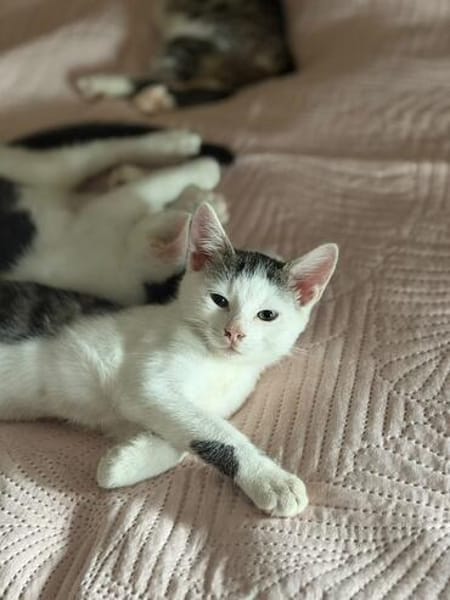 Daisy, Chili & Matz