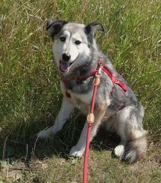 Yuma,unser Sensibelchen, sucht ihre Menschen