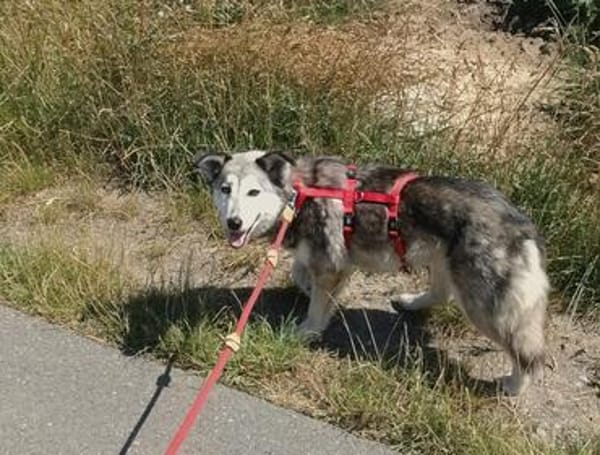 Yuma,unser Sensibelchen, sucht ihre Menschen