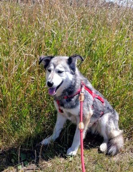Yuma,unser Sensibelchen, sucht ihre Menschen