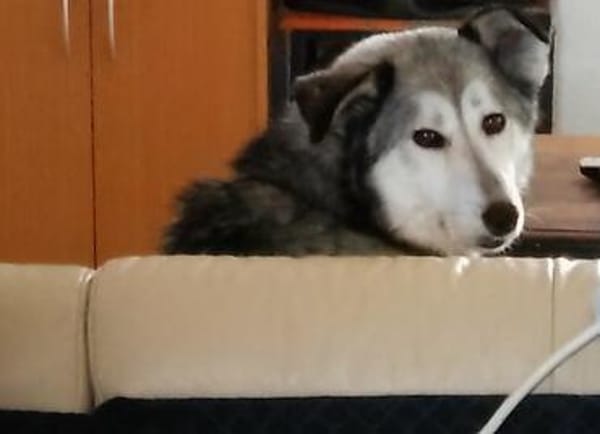 Yuma,unser Sensibelchen, sucht ihre Menschen