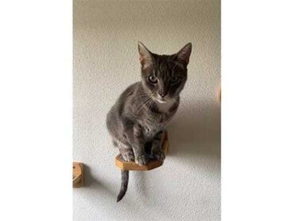 Marakesh - wartet in 86554 Pöttmes