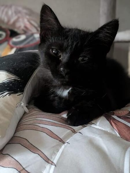 Elsa