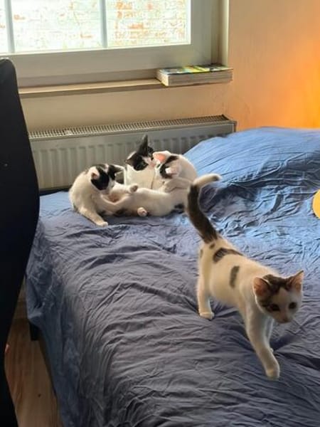 Svea, Suri & Sora