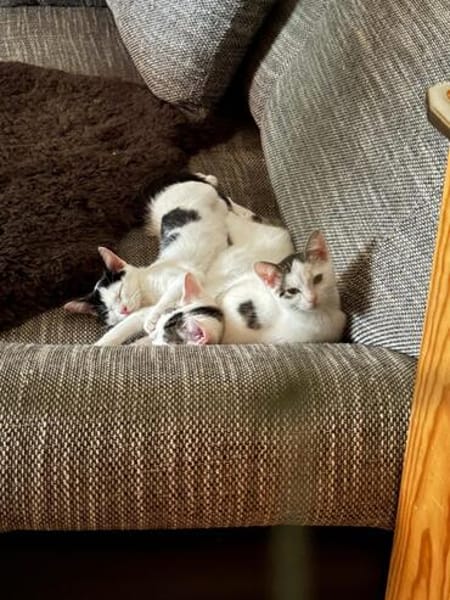 Svea, Suri & Sora