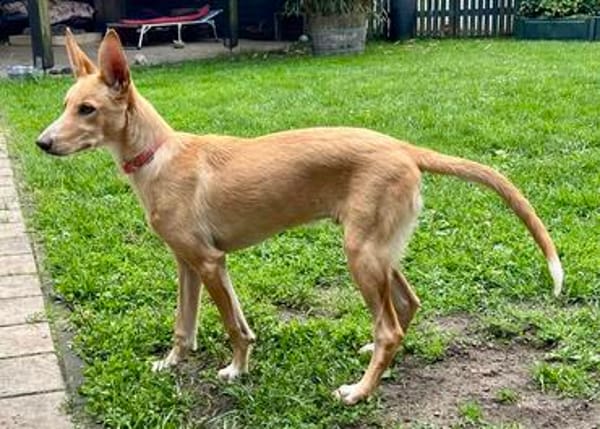 Mio, aktiv, freundlich, neugierig