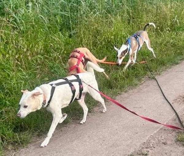 Coco, verschmust, neugierig, freundlich