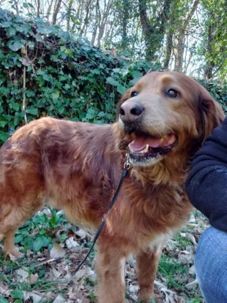 Brownie, ein Kumpel für's Leben mit Herz