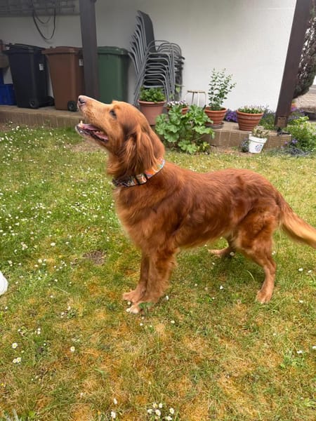 Brownie, ein Kumpel für's Leben mit Herz