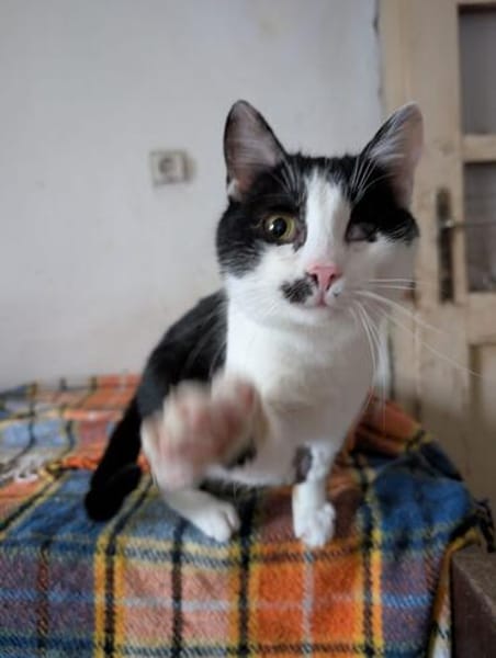 Unser bildhübscher Traumkater Liam sucht ein Zuhause