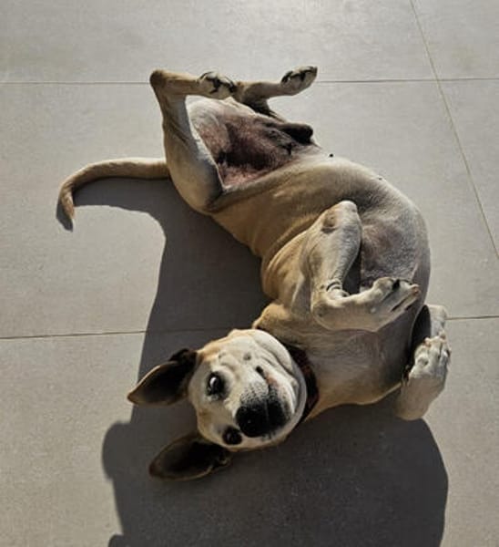 Fokas, sanfter Sonnenschein, ca. 10 Jahre, *schwerhörig*