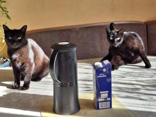 Unser wunderhübsches Gabi und Gabi suchen ein Zuhause