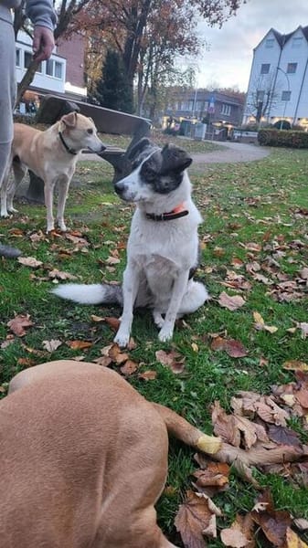 LAYLA  auf PS in 25421  Pinneberg