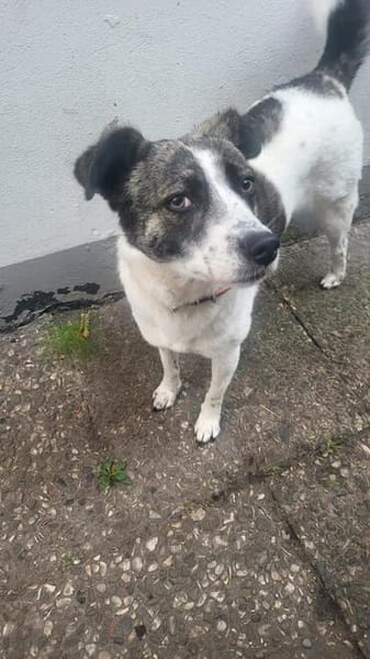 LAYLA  auf PS in 25421  Pinneberg
