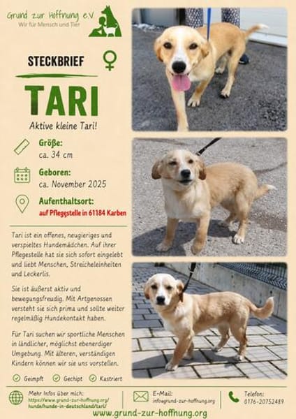 Tari ist eine bezaubernde, liebe und aktive Hündin!