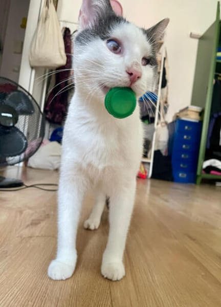 Orpheus, lebensfroher Kuschelkater, 11 Monate