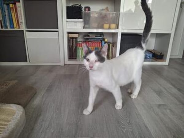 Orpheus, lebensfroher Kuschelkater, 11 Monate