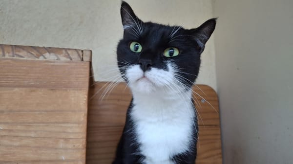 Onyx (Réservée)