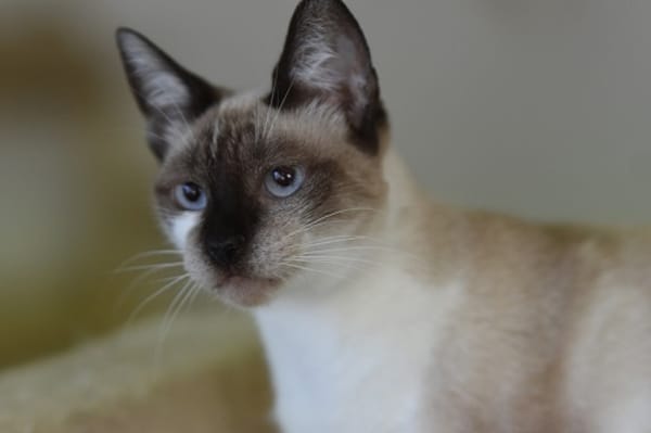 SATINE