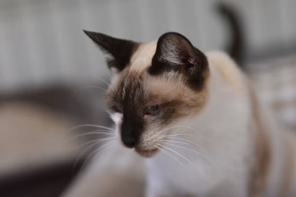 SATINE