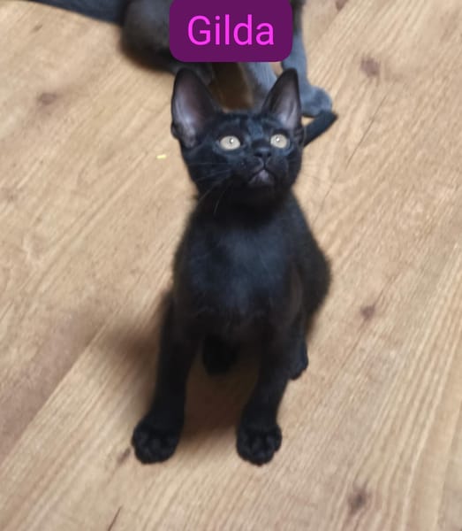 GILDA