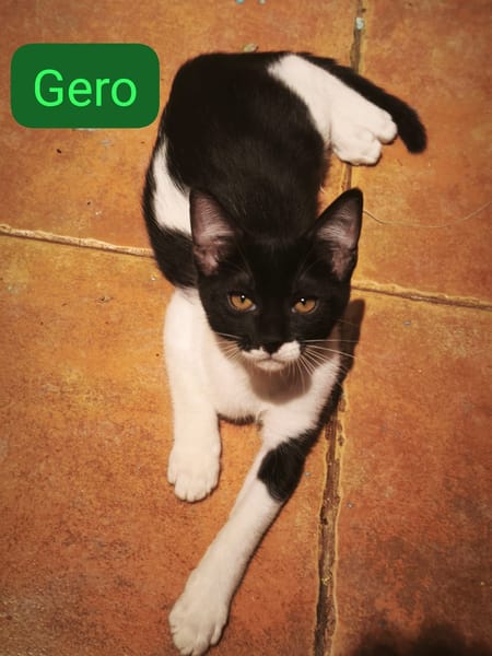 GERO