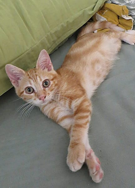 TOPPING À ADOPTER AVEC UN CHAT DÉJÀ PRÉSENT CHEZ VOUS