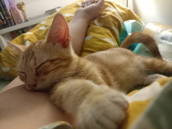 TOPPING À ADOPTER AVEC UN CHAT DÉJÀ PRÉSENT CHEZ VOUS